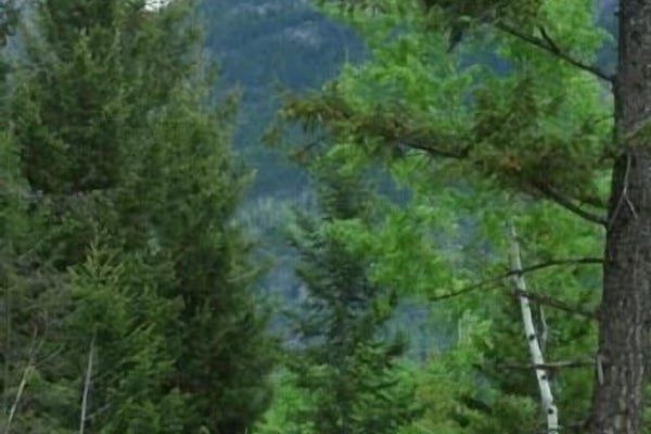 Basic Cabin (2 adults) | Free WiFi, bed sheets