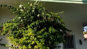 A building with a green facade, a balcony with a metal railing, and a large tree with dense foliage in front. - Green House Aparta Hotel (Santo Domingo)