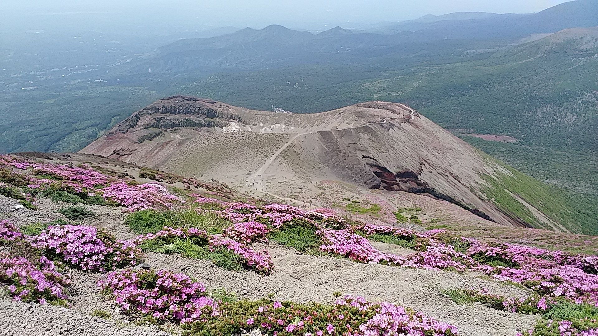 Eine Berglandschaft mit einem felsigen Gipfel und rosa Blüten im Vordergrund.