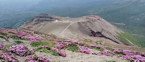 Eine Berglandschaft mit einem felsigen Gipfel und rosa Blüten im Vordergrund.