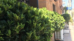 Un seto cuidado frente a un edificio con ventanas grandes y fachada de piedra.