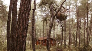 Una cabaña rodeada de altos pinos en un bosque.
