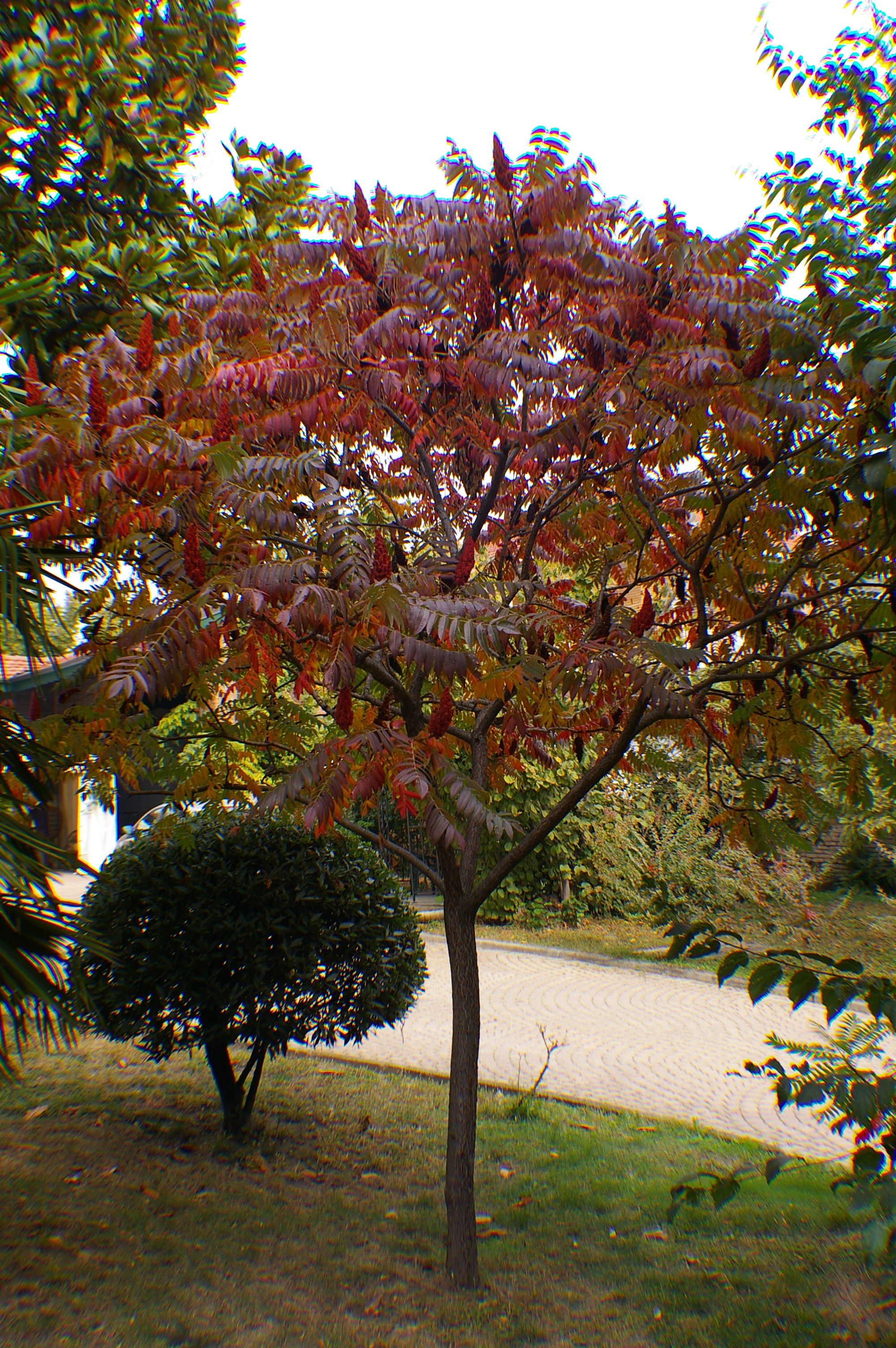 Un arbre aux feuilles rouges et vertes, un petit buisson et un chemin pavé en arrière-plan.