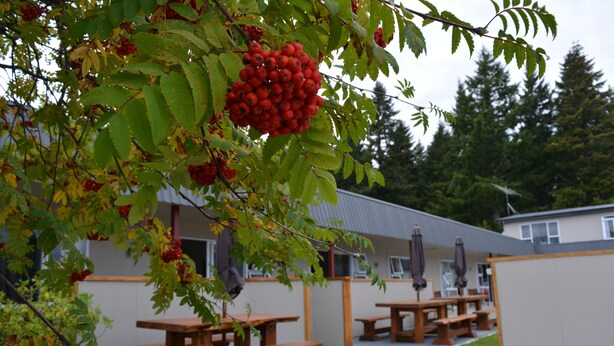 A building with outdoor wooden picnic tables and a tree with red berries. - Amber Court Motel (Te Anau)