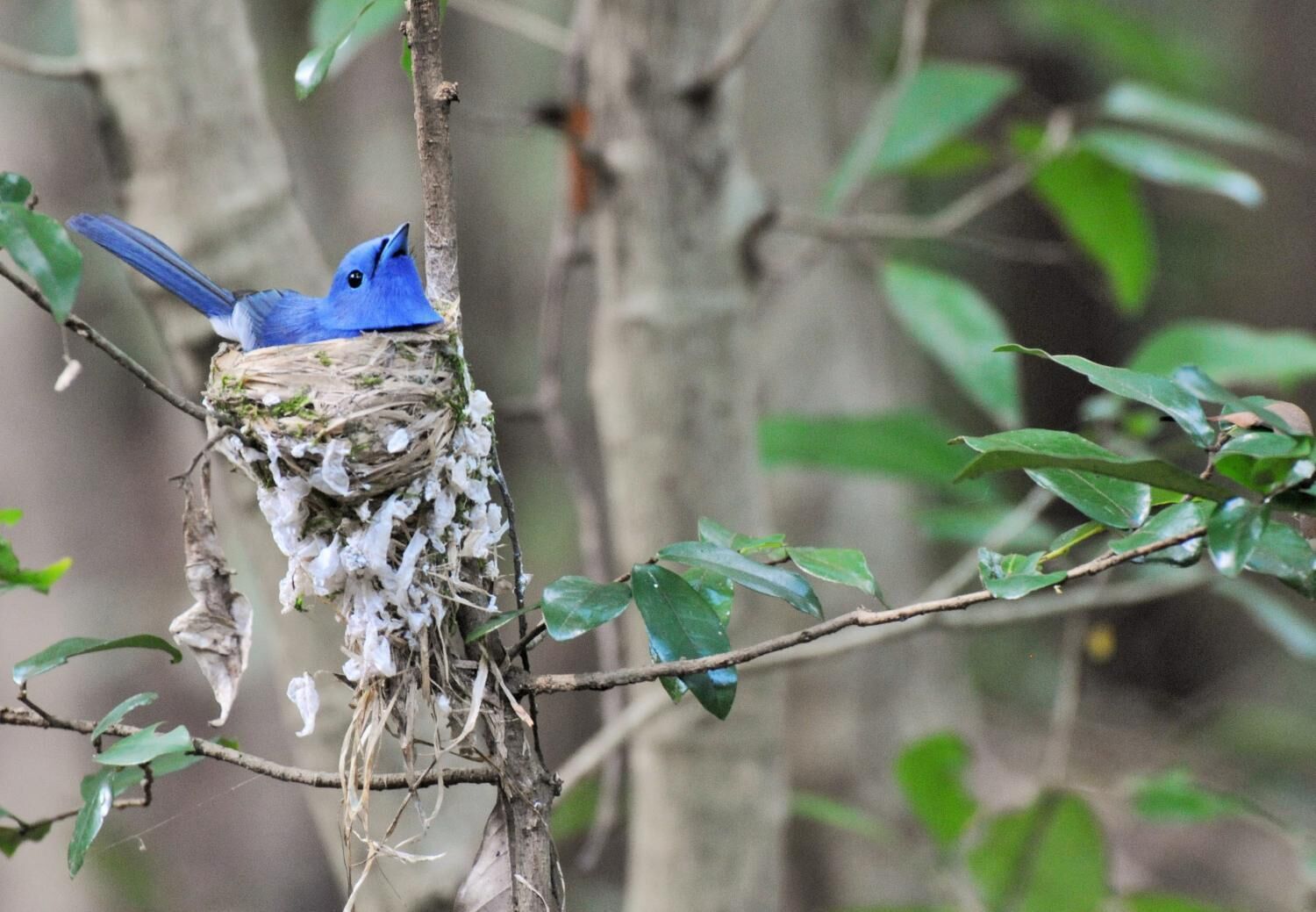A bird in a nest made of twigs and leaves, with a tree branch in the foreground.