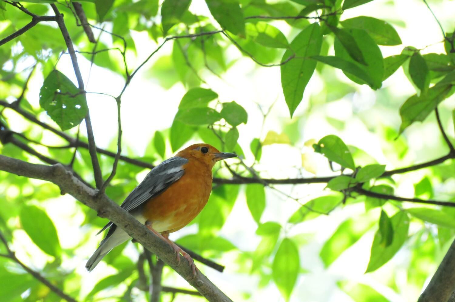 Ein Vogel sitzt auf einem Ast inmitten grüner Blätter.