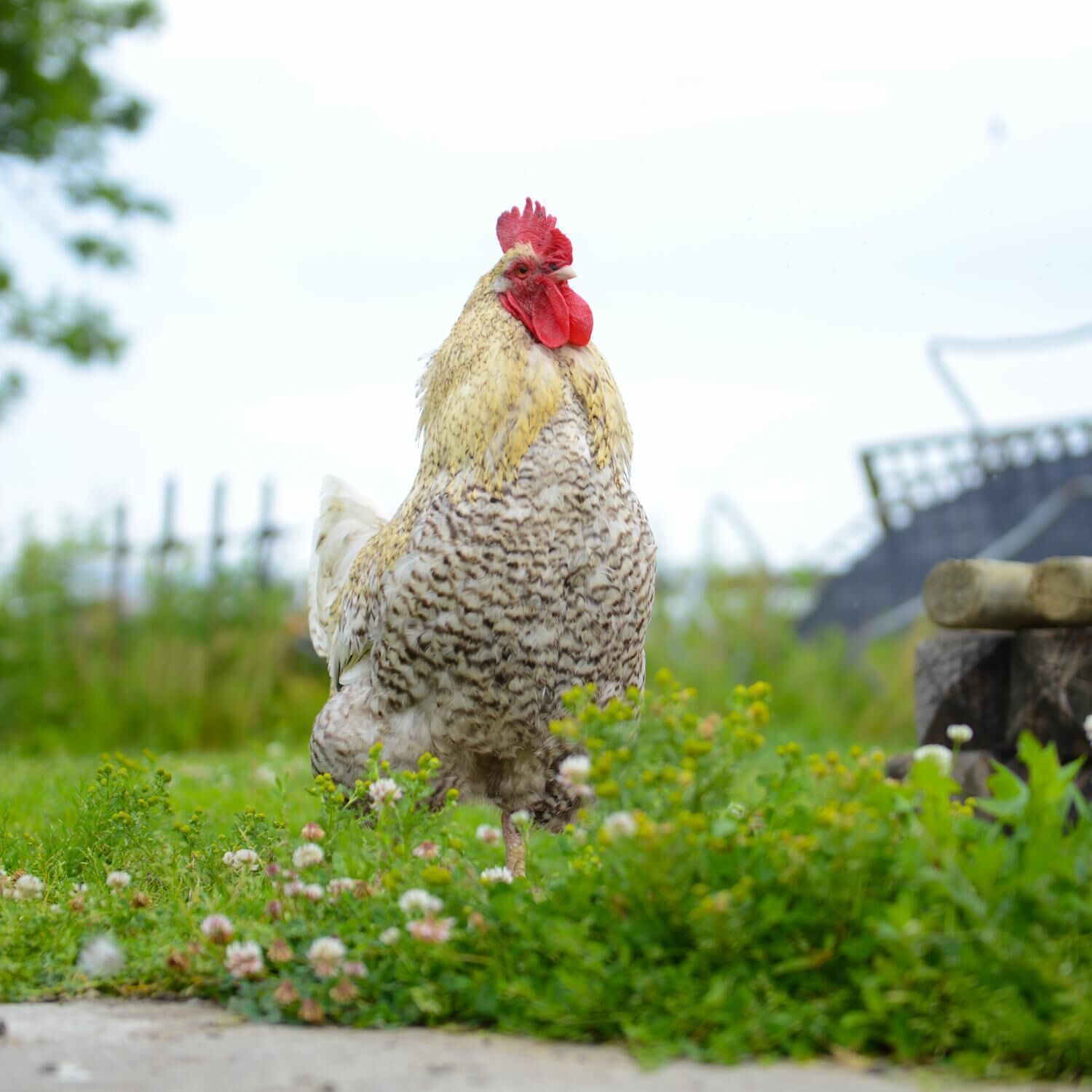 A chicken standing on a grassy area with a fence and a wooden structure in the background.