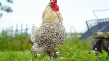 A chicken standing on a grassy area with a fence and a wooden structure in the background.