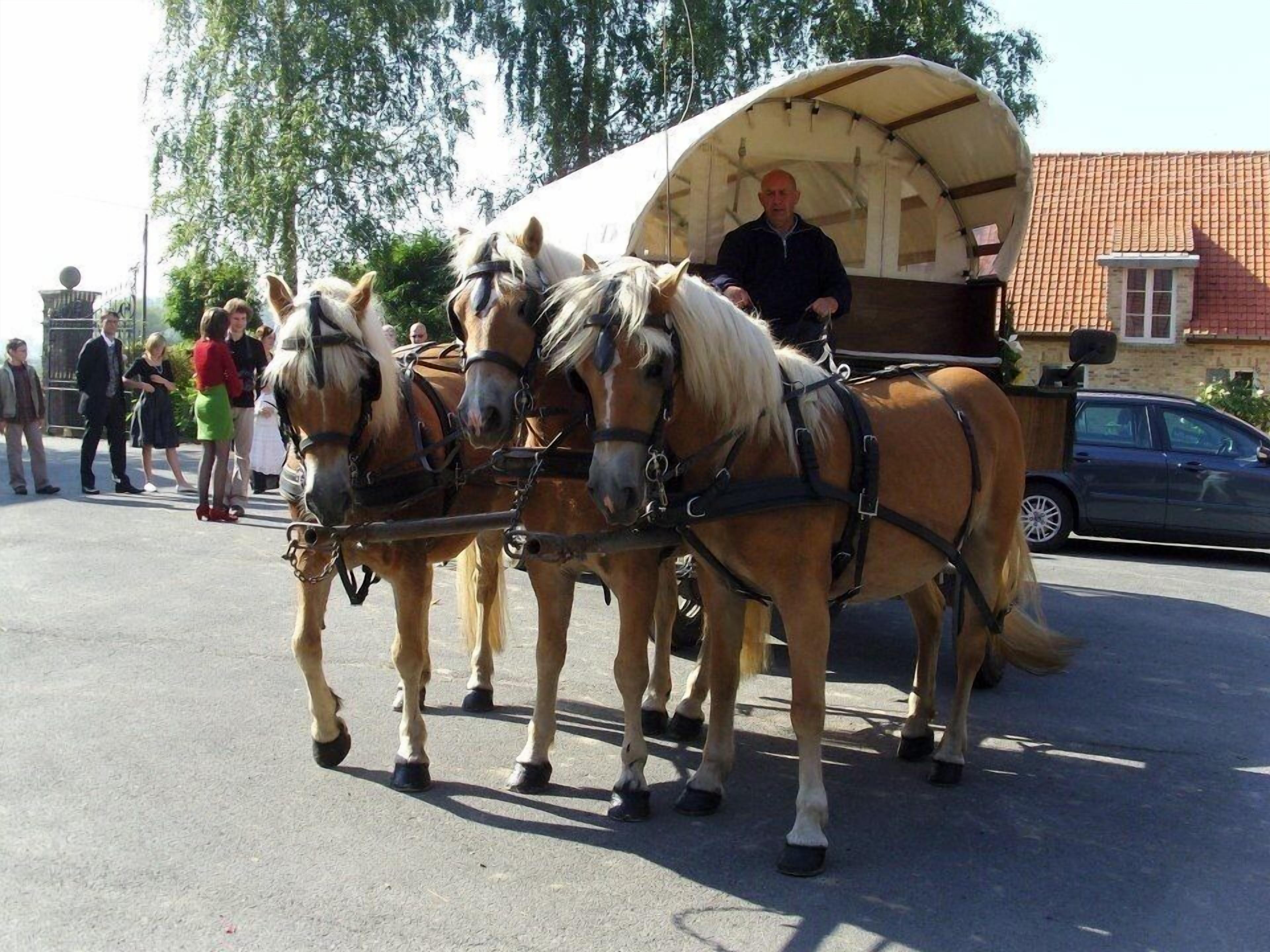 A horse-drawn carriage with a covered canopy, pulled by two horses, in a parking lot with people and a building in the background.