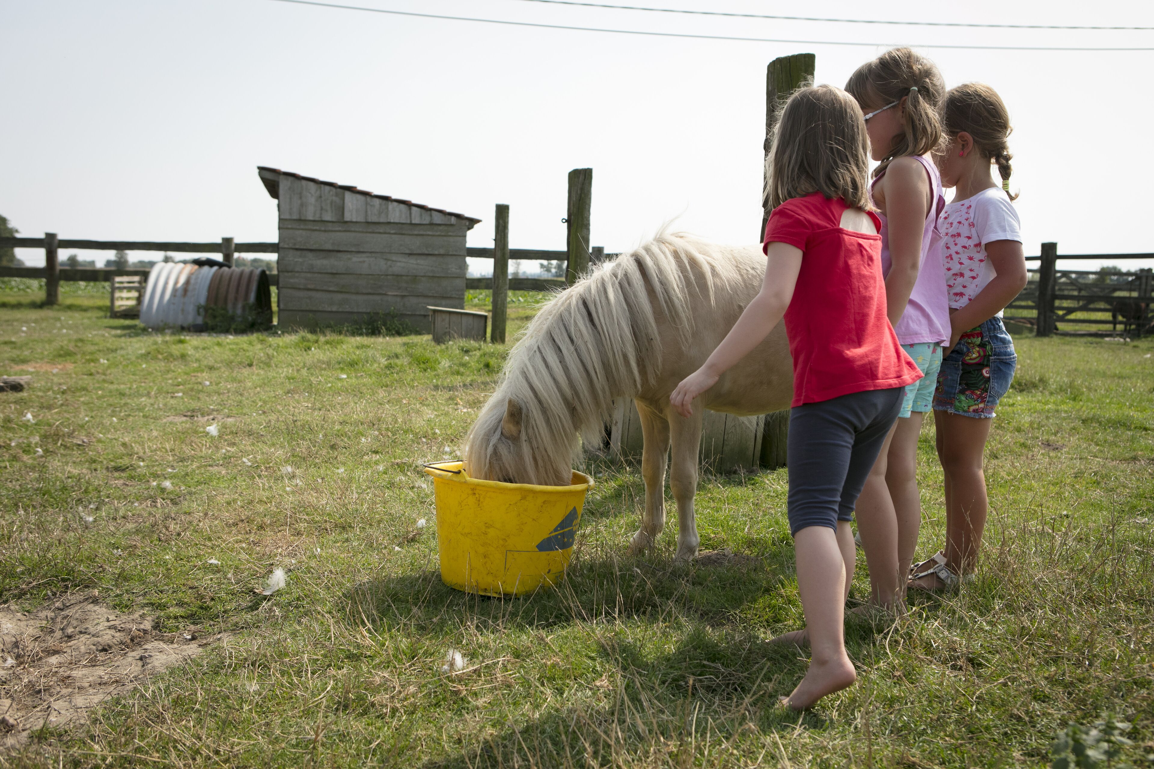 Un groupe d’enfants donne à manger à un cheval dans un champ herbeux, avec une structure en bois en arrière-plan.