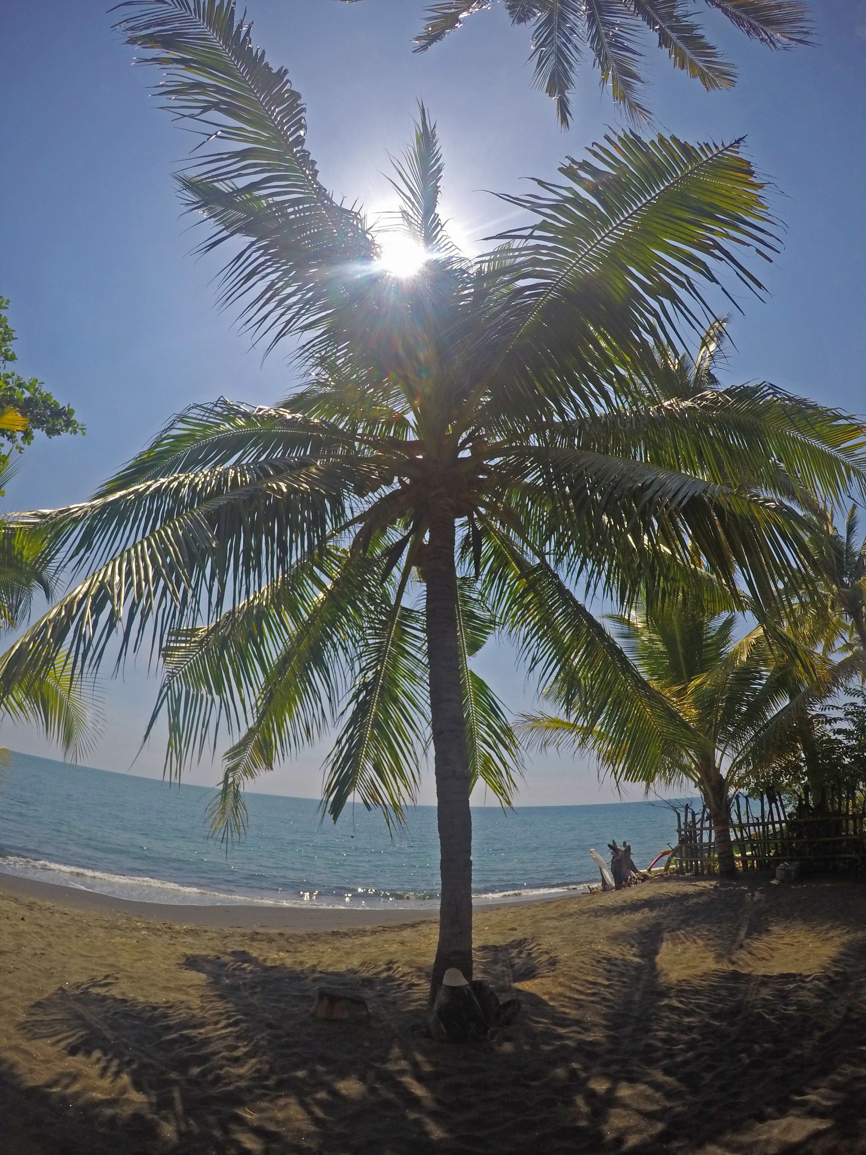 A palm tree on a beach with the ocean in the background.