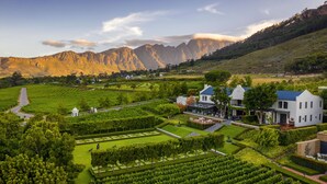 A vineyard with neatly arranged rows of grapevines, a white building with a blue roof, and a mountain range in the background. - Leeu Estates (Franschhoek)