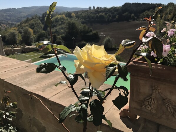 Una rosa amarilla en maceta, con vista a una piscina y colinas al fondo.