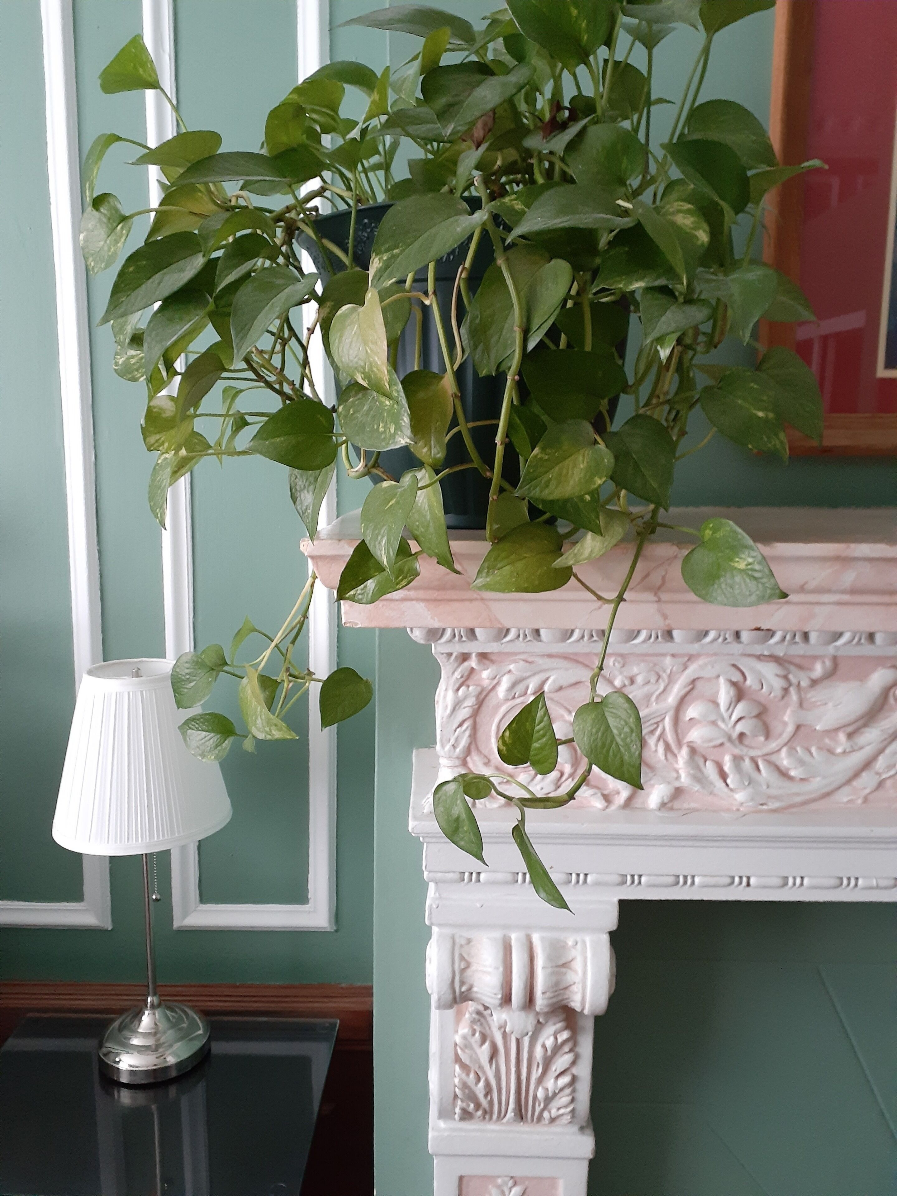 Una planta en maceta sobre una mesa blanca decorada, frente a una pared azul aguamarina.