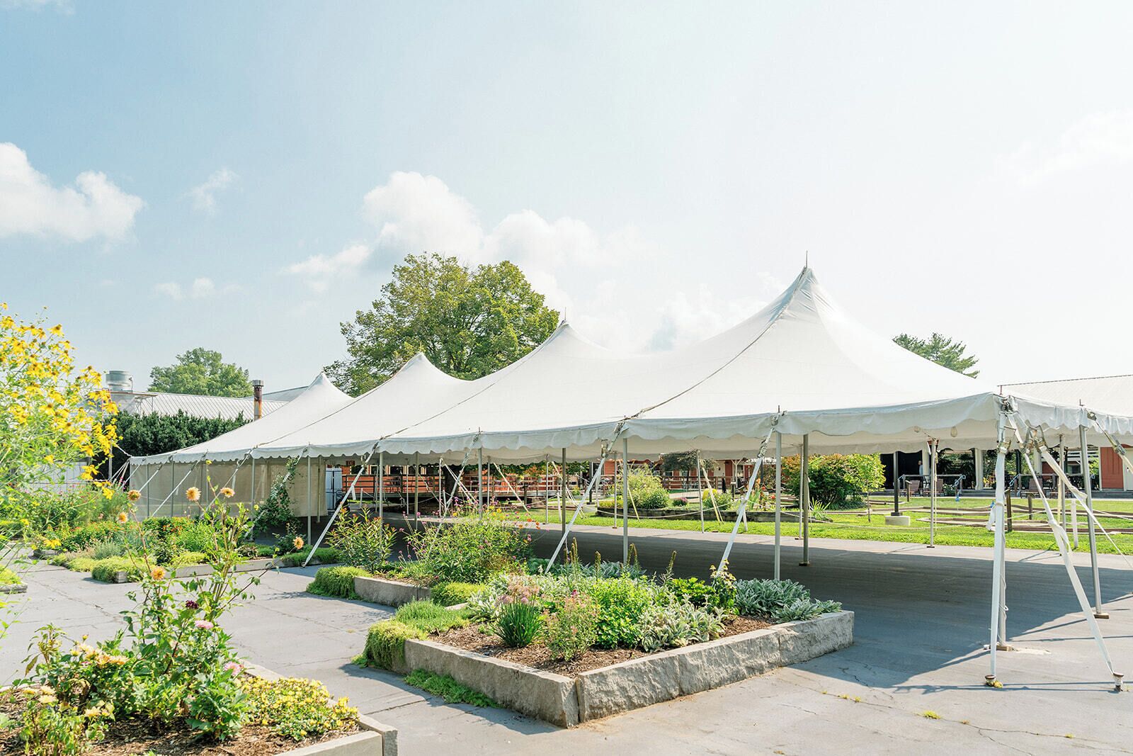 A garden with white tents, a paved walkway, and a building in the background.