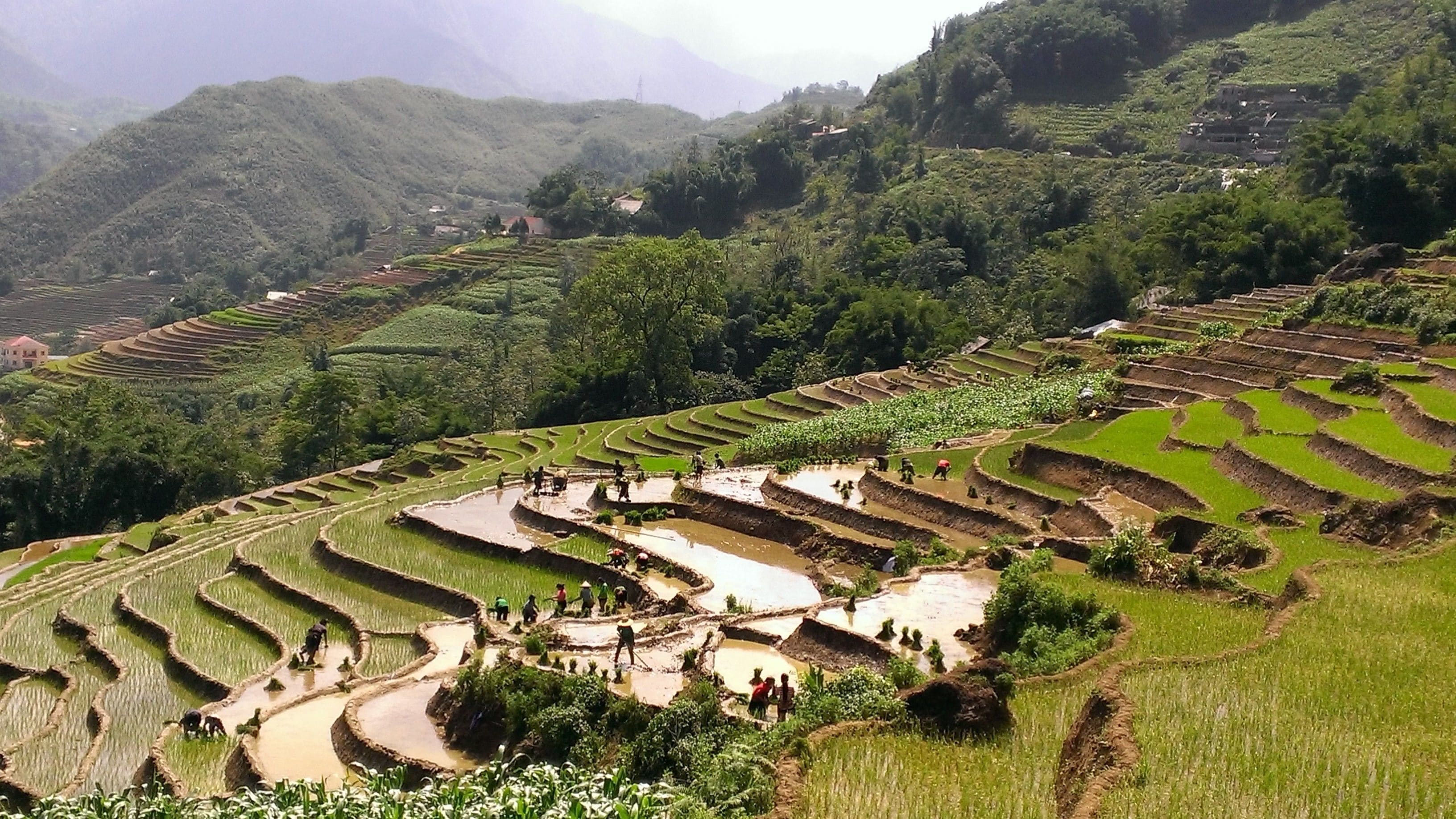 Vườn