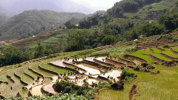 Vườn