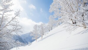 Un paysage enneigé avec des arbres et un ciel dégagé.