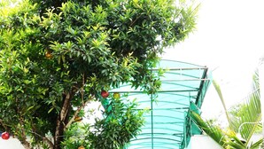 Un patio con un árbol, plantas en macetas y un sendero que conduce a la entrada de un edificio.