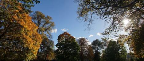 A park with various trees, a clear sky, and sunlight filtering through the leaves.