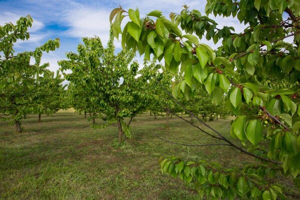 An orchard with rows of trees and a grassy field.