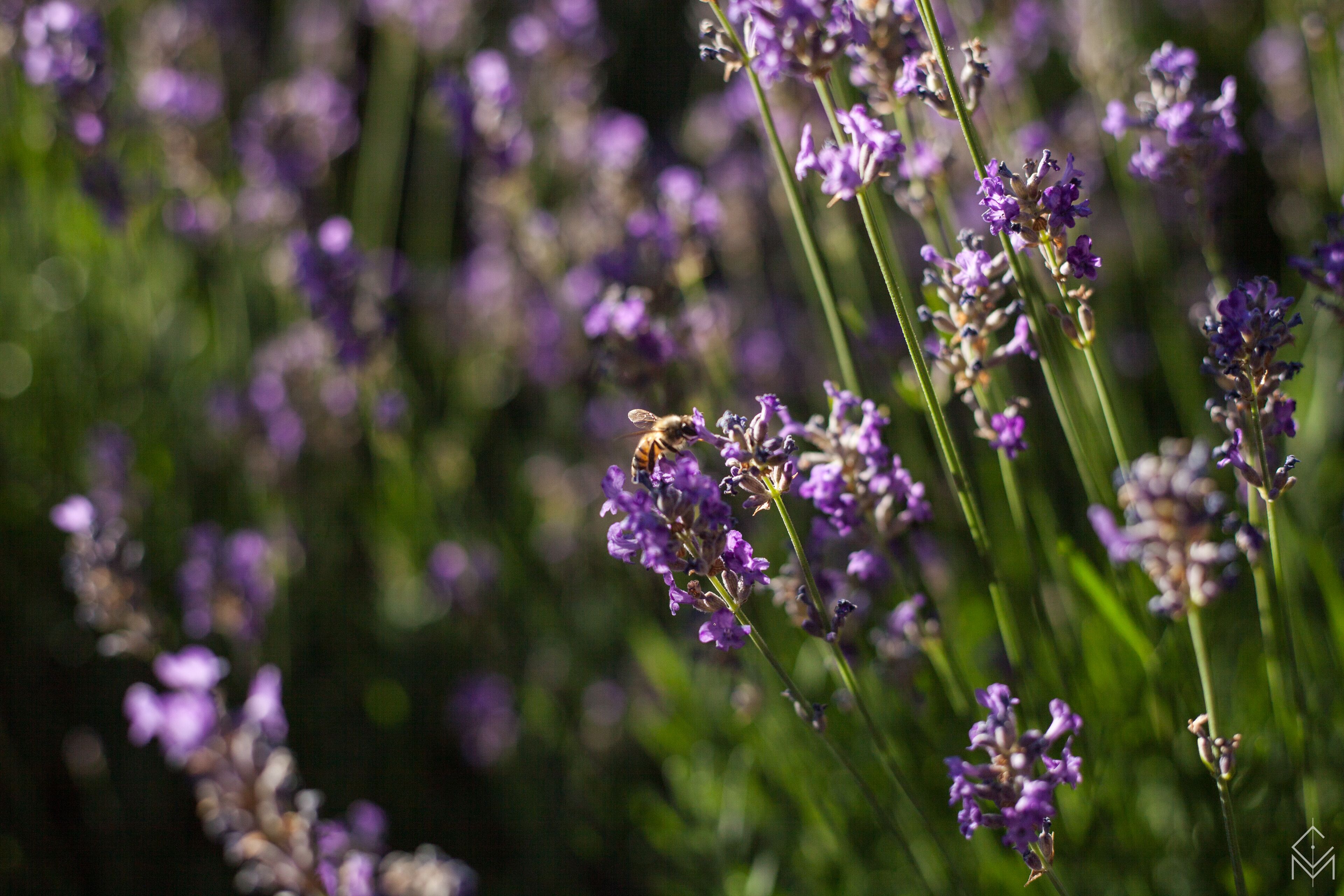 Foto - La Demeure des Tilleuls