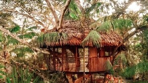 A treehouse with a thatched roof, built into a tree, surrounded by dense foliage. - Treehouse Lodge (Saquena)