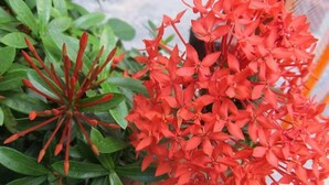 Un grupo de flores rojas con hojas verdes.