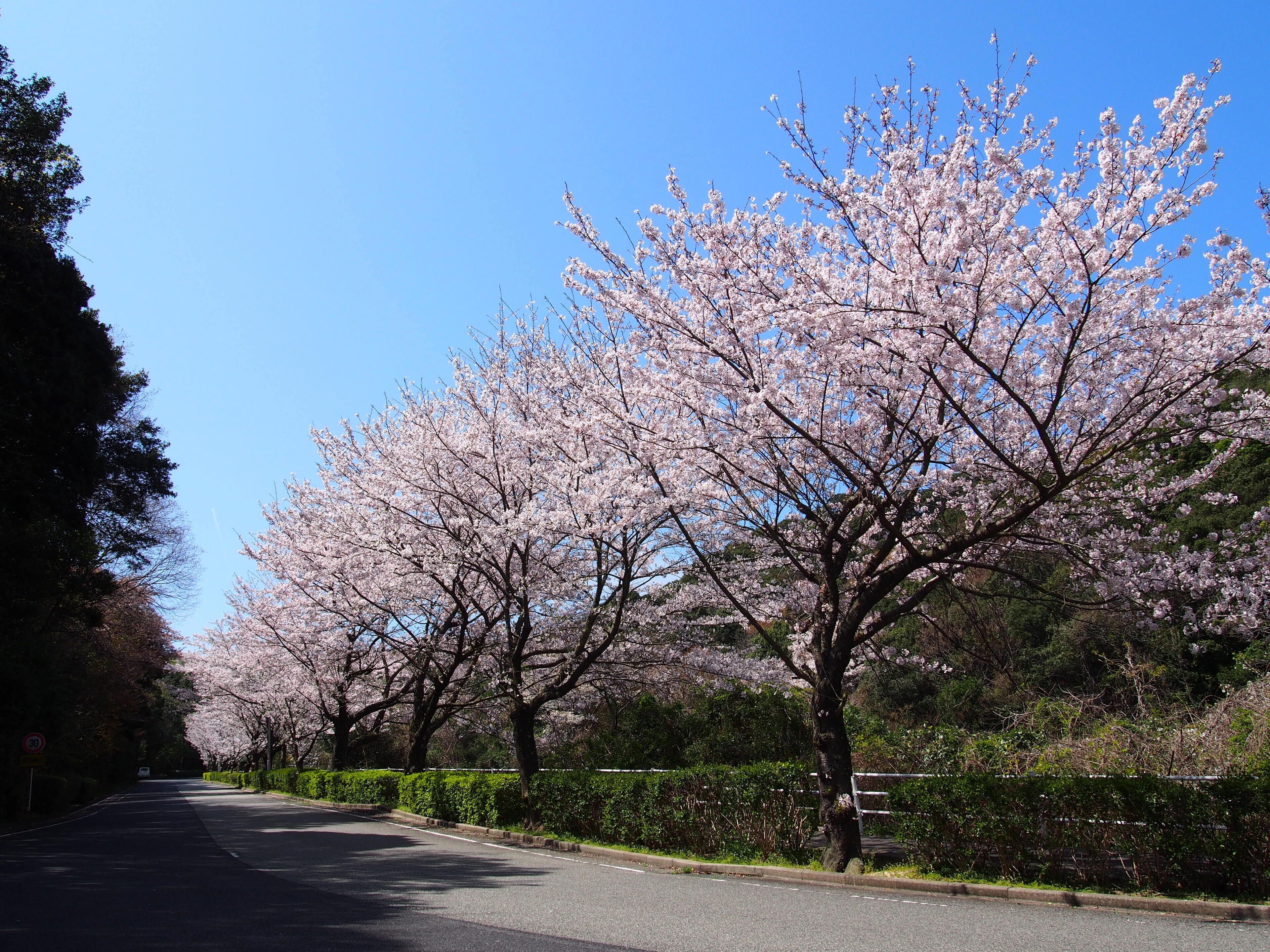 A tree-lined street with cherry blossoms.