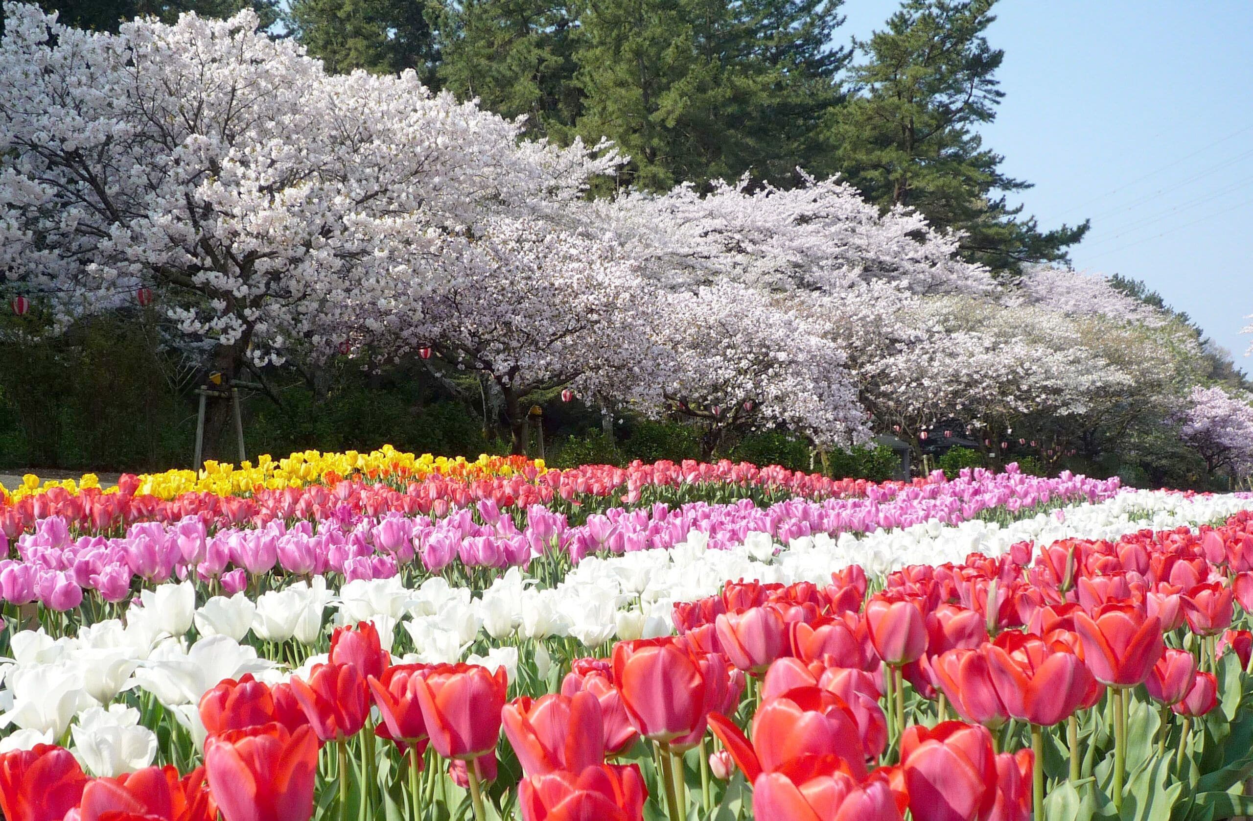 Een tuin met rijen tulpen en kersenbloesems.