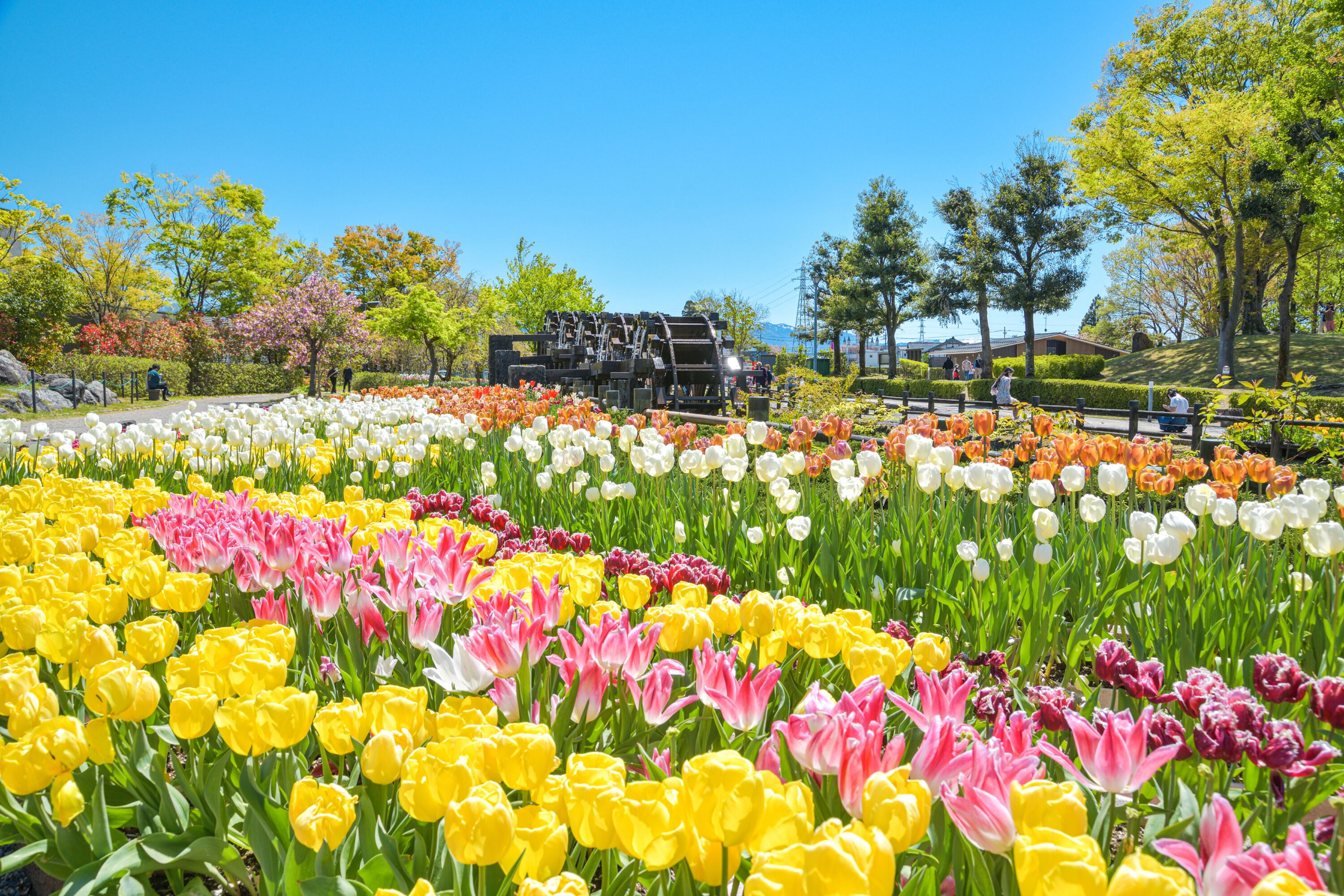 Un jardín con diversas tulipanes y árboles.