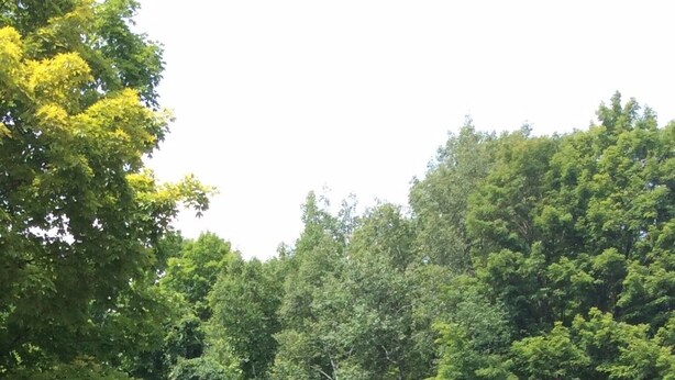 A row of single-story houses with front porches, surrounded by dense forest. - Adirondack Oasis Motel (Lake George)