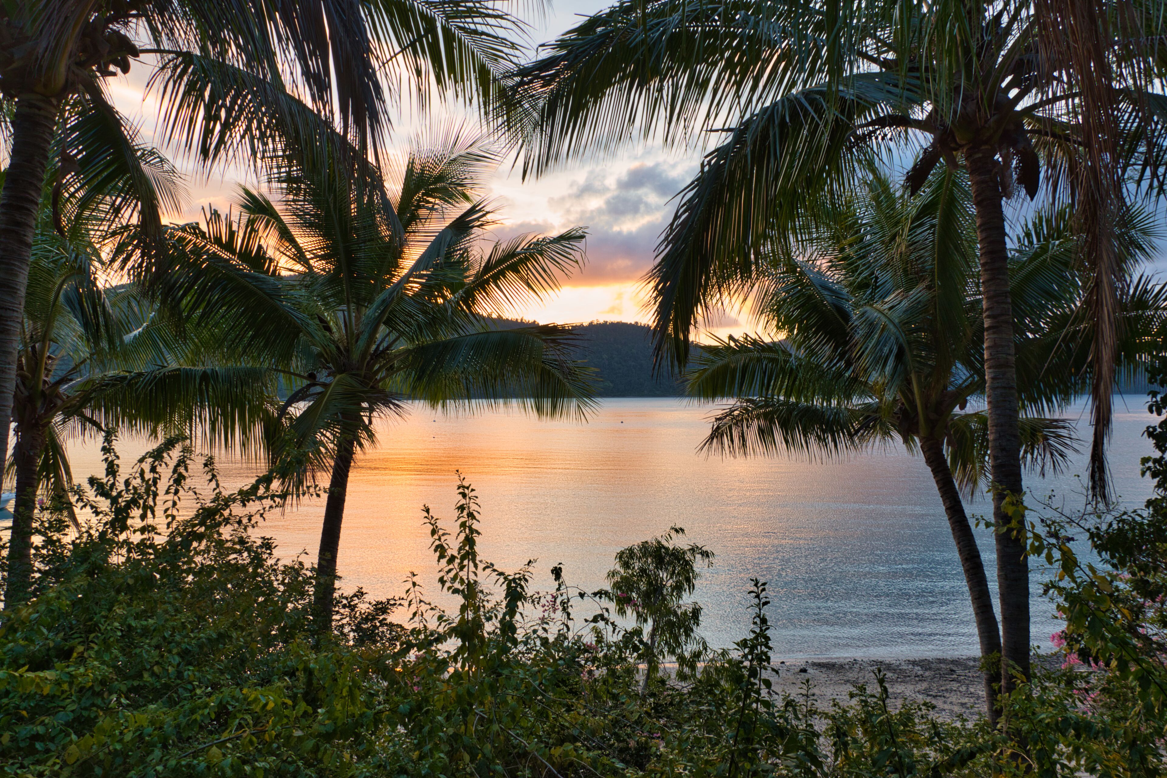 A serene sunset view with palm trees and calm water.