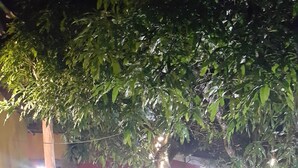 A garden area with a pathway, a plastic chair, and decorative lights. - Tony's Guest House (Diego Martin)