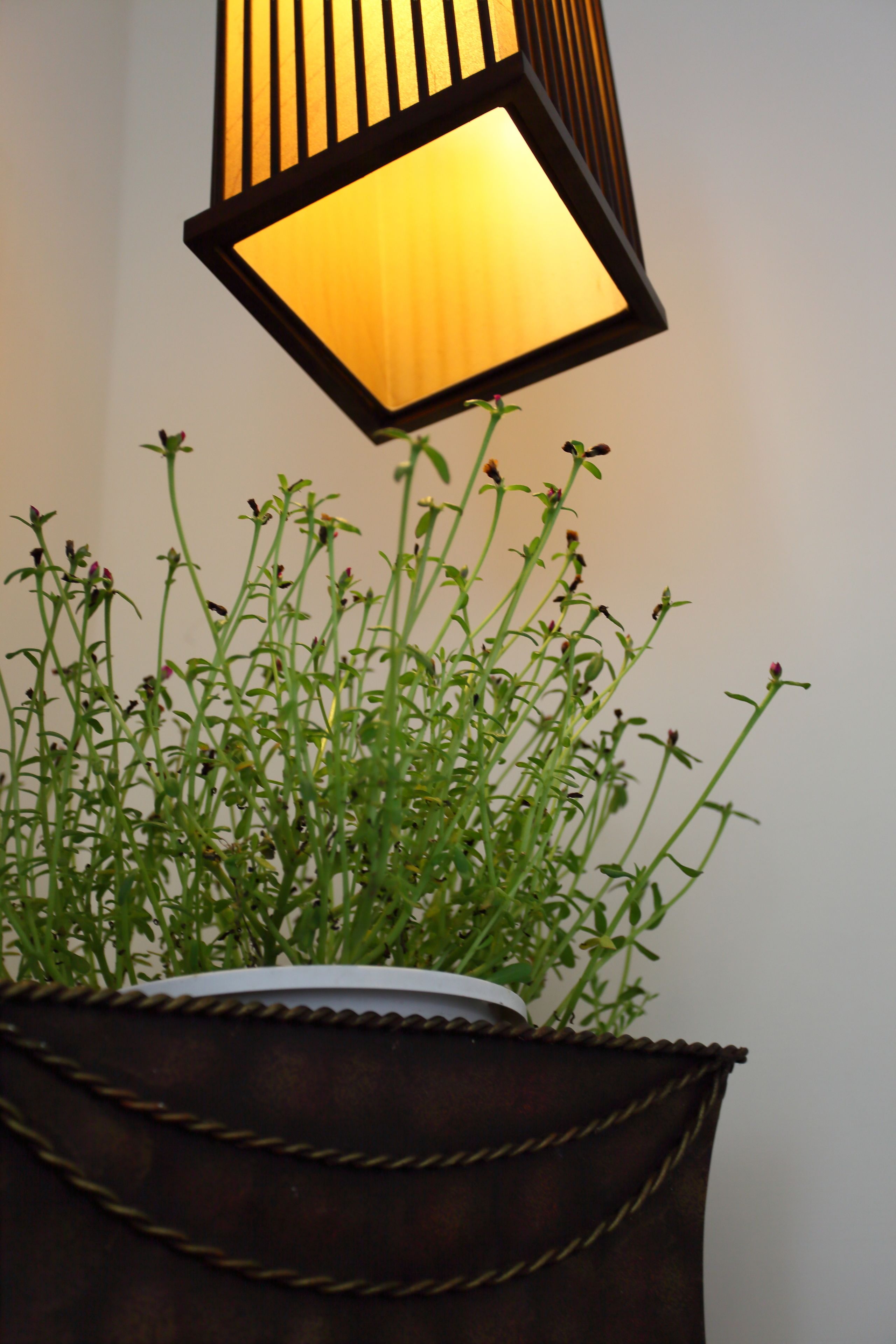 A potted plant with a metal pot and a hanging light fixture above it.