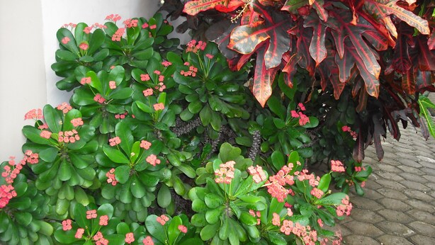 Ảnh chưa phân loại, 1 trong số 31 ảnh, nút