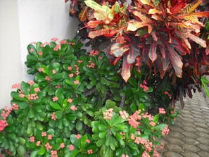 A variety of potted plants with green foliage and pink flowers, placed against a white wall. - Osda Guest House (Accra)