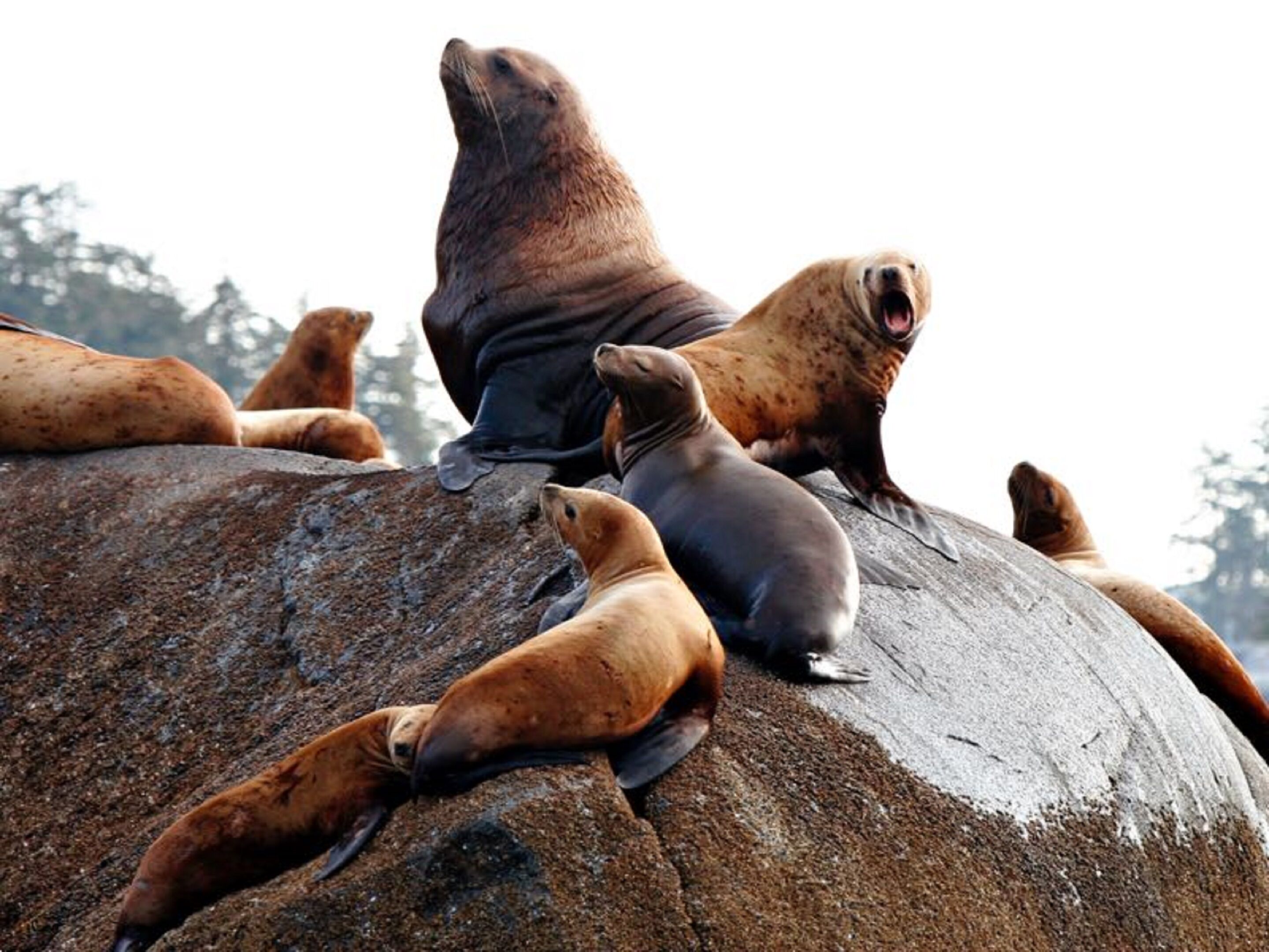 Un grupo de lobos marinos descansando sobre una roca grande.