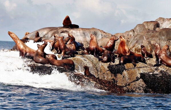 A group of sea lions on rocky terrain near the water.