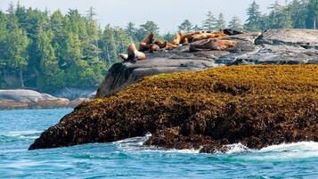 A rocky shoreline with sea lions resting on the rocks and a forest in the background.