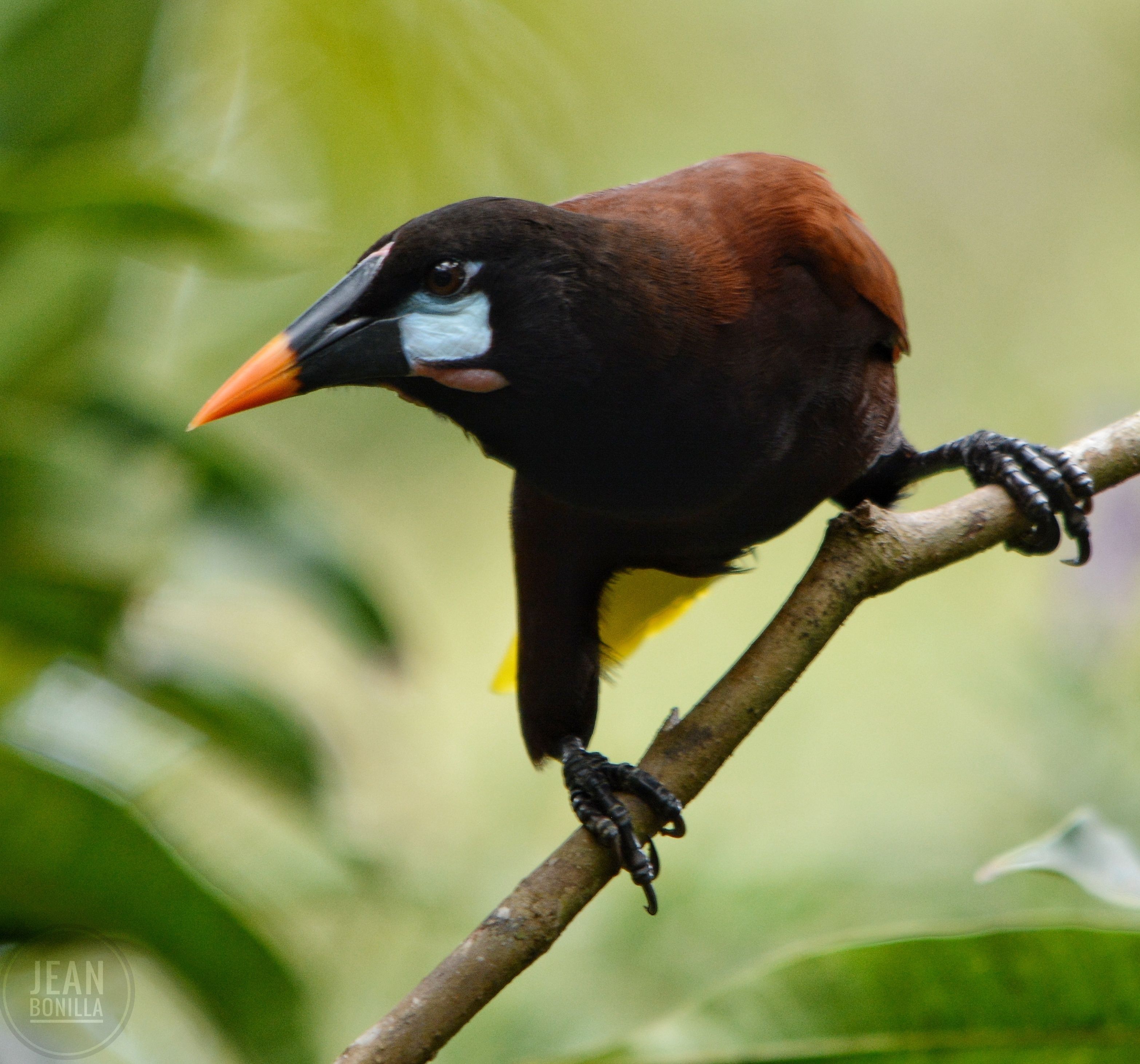 A bird perched on a branch.