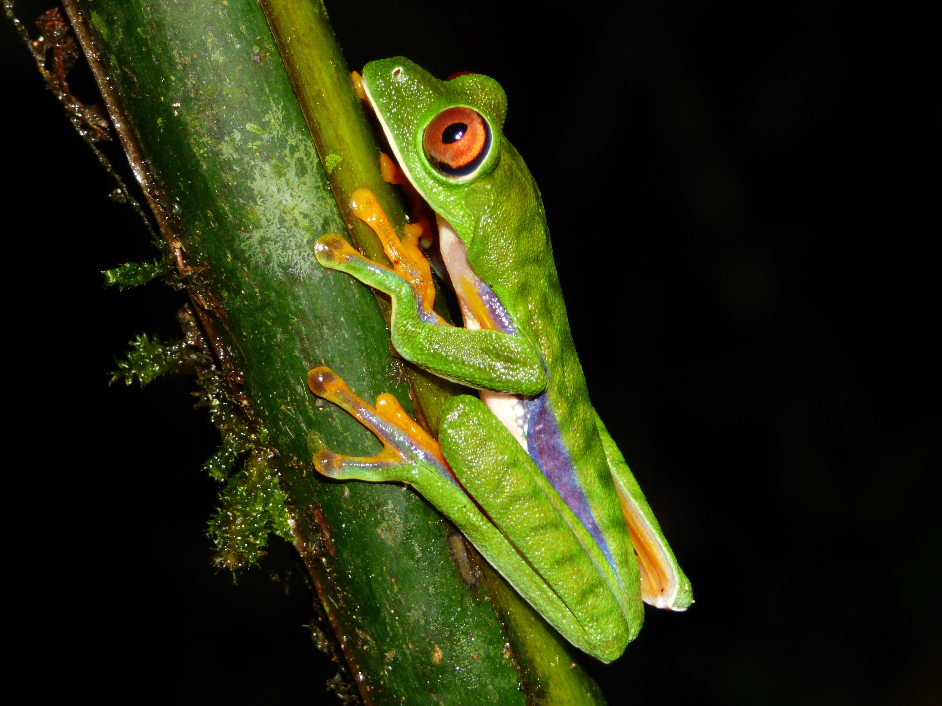 Una rana verde con extremidades anaranjadas posada sobre un tallo de planta verde.