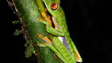 Una rana verde con extremidades anaranjadas posada sobre un tallo de planta verde.
