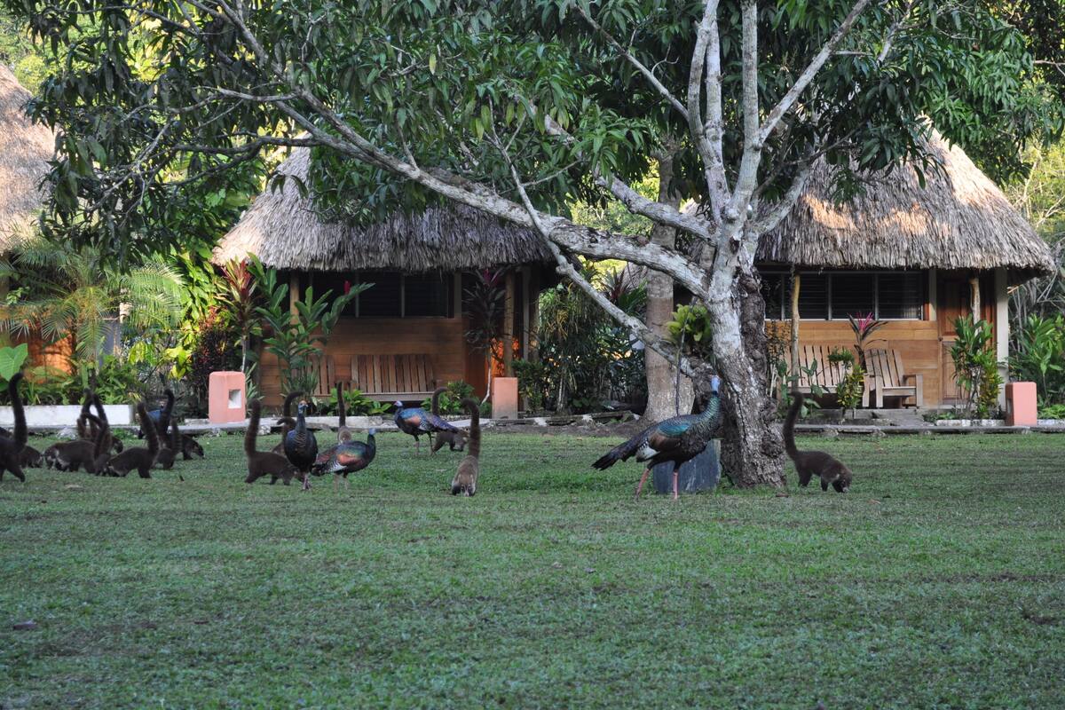 A thatched-roof building surrounded by lush greenery and peacocks.