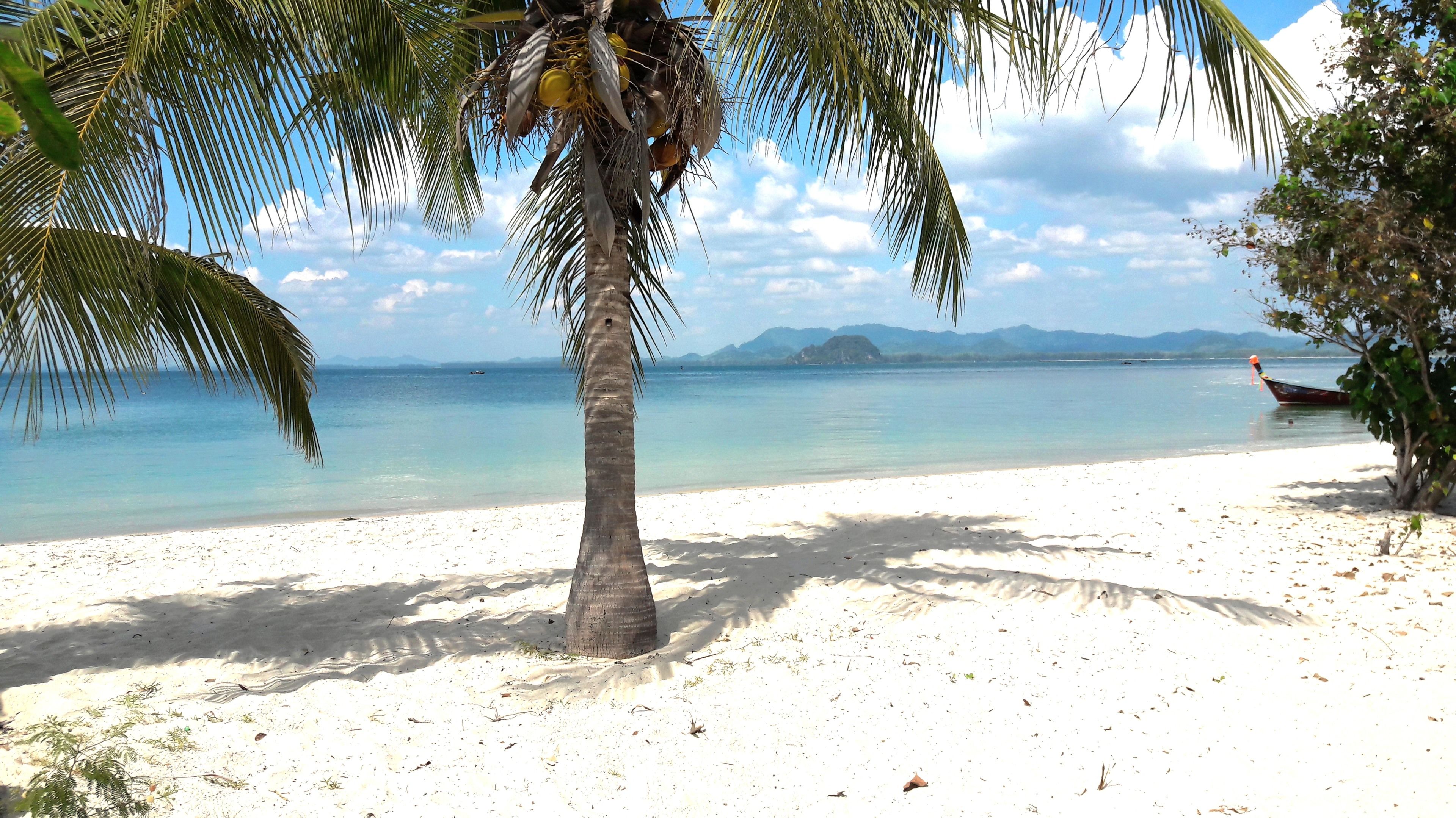 A beach with white sand, a palm tree, and a boat in the water.