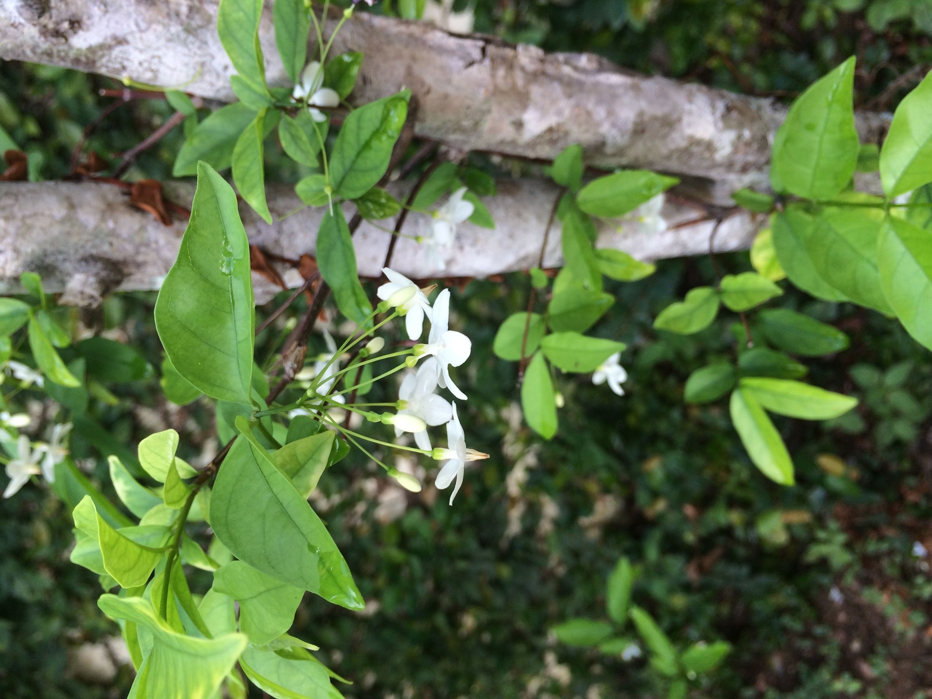 Une branche avec des feuilles vertes et des fleurs blanches.