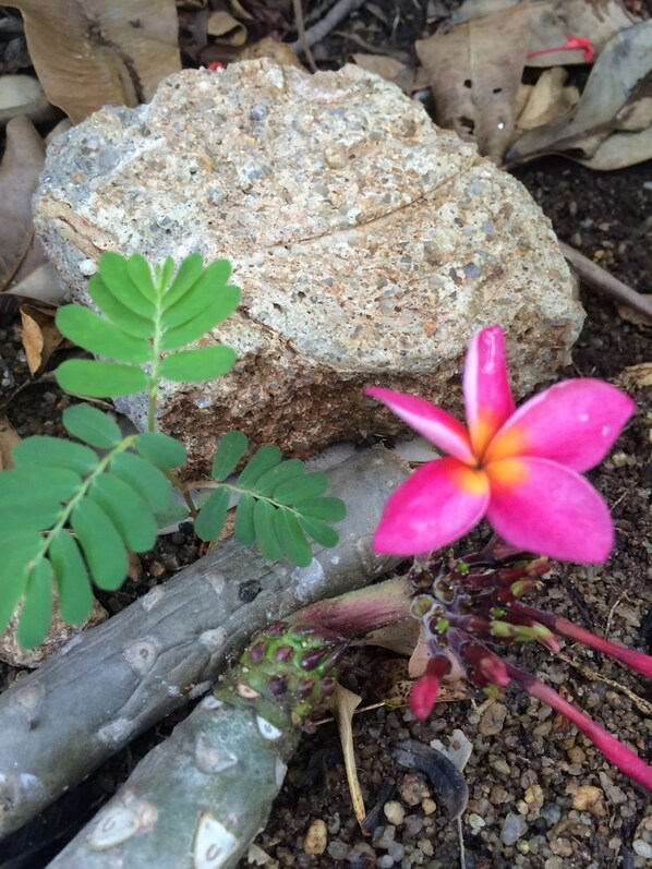 Una roca con una planta y una flor.