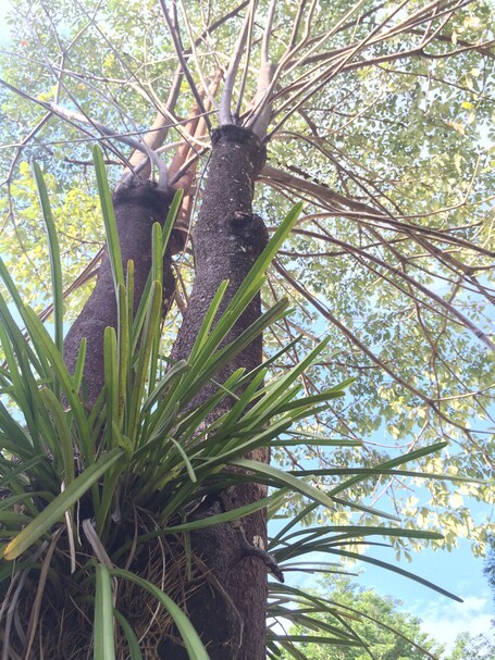 J Holiday Inn - view 2