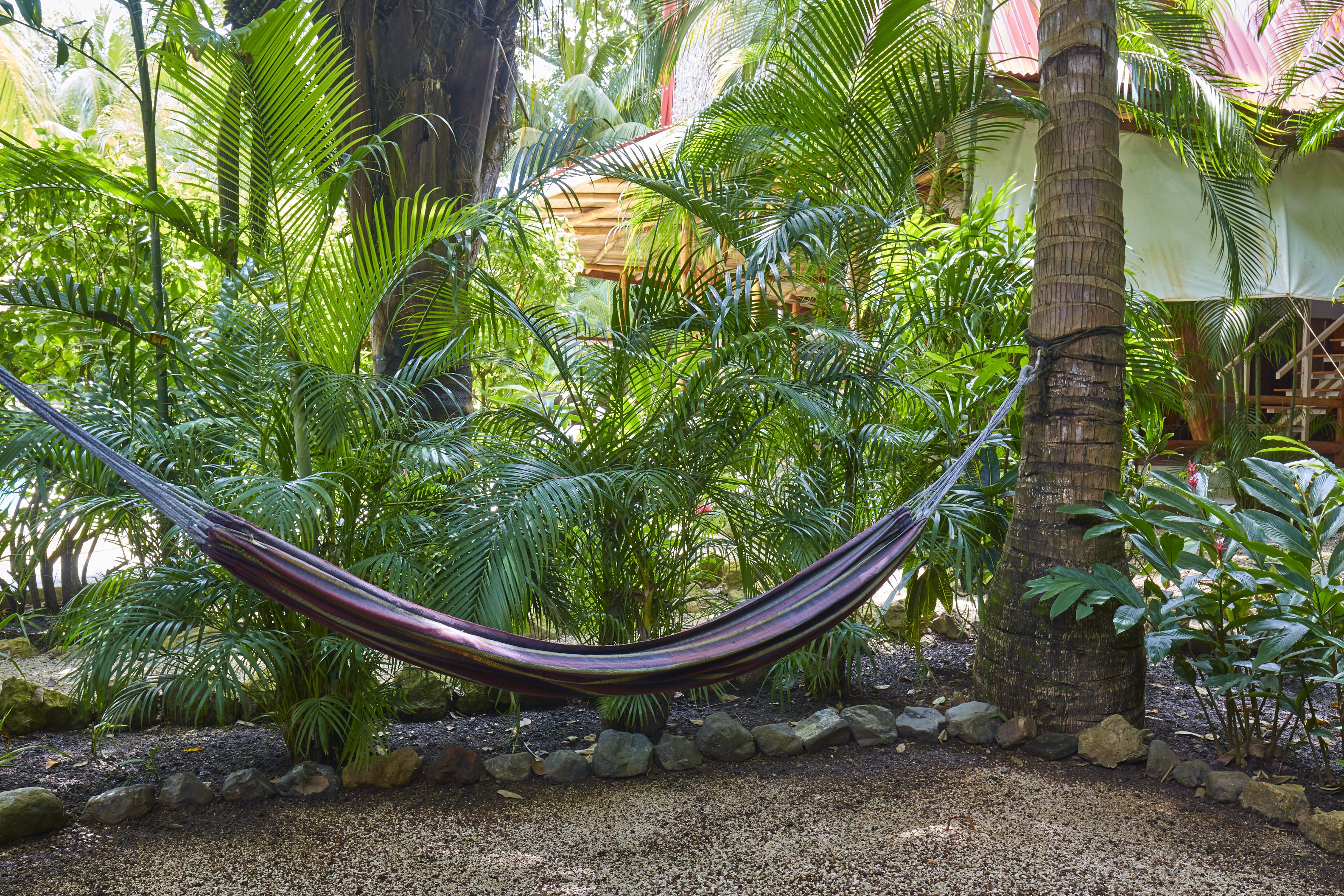 A hammock in a lush garden with dense foliage and a palm tree.