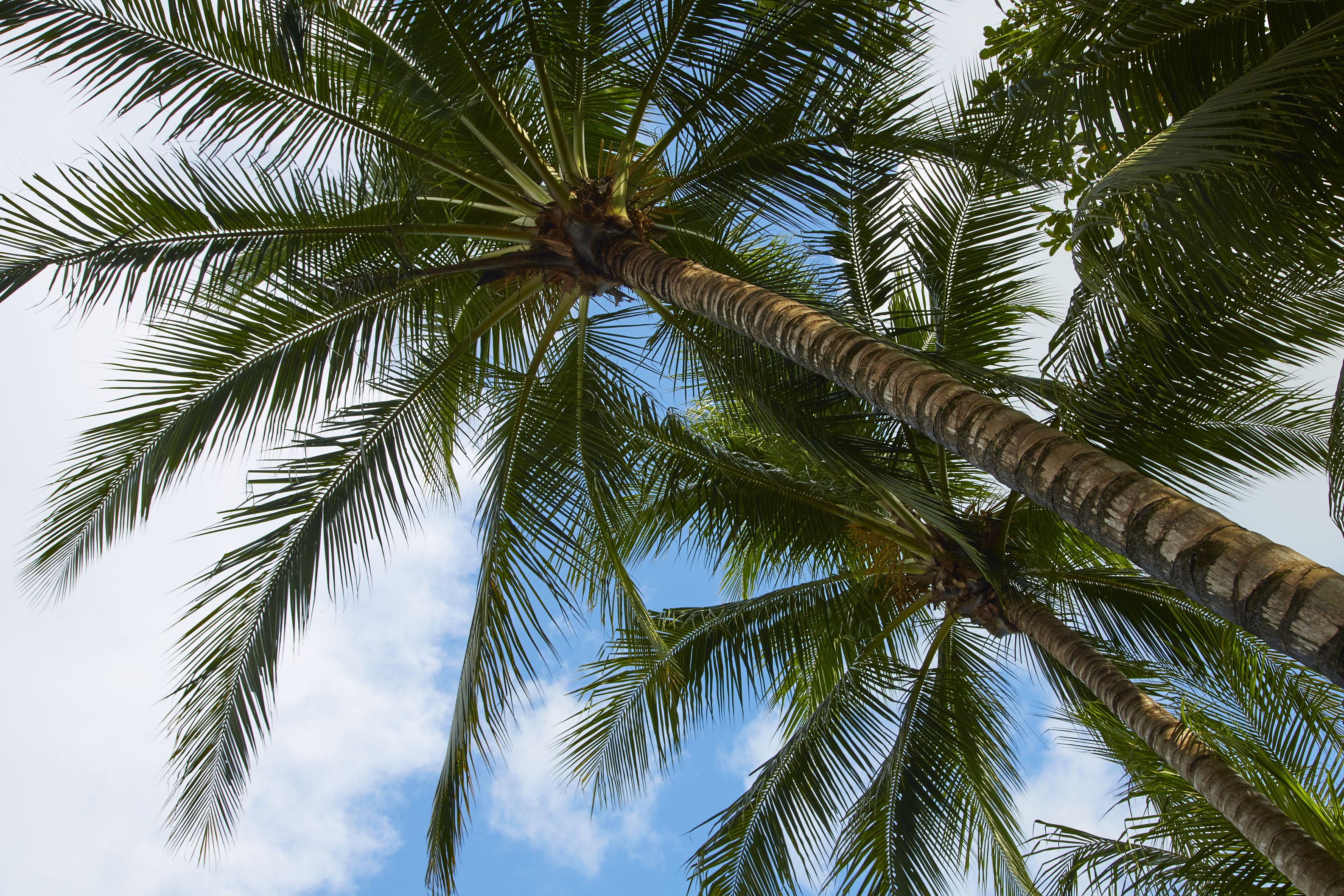 Una palmera alta con un cielo despejado al fondo.